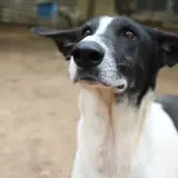 Adopta a Helga