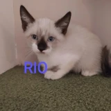 Adopta a Rio