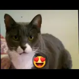 Adopta a Isa