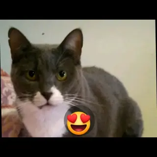 Isa