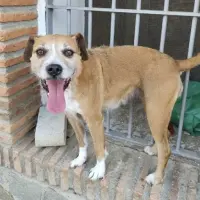 Adopta a Dina