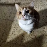 Adopta a Haru