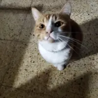 Adopta a Haru