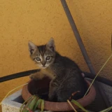 Adopta a Gatitos Pequeños