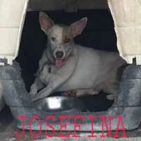 Adopta a Josefina