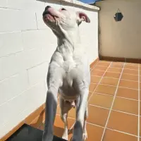Adopta a Ekko