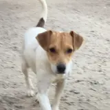 Adopta a Diana