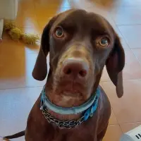 Adopta a Groot