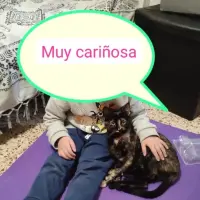 Adopta a Carey