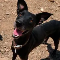 Adopta a Jet