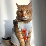 Adopta a Garfield