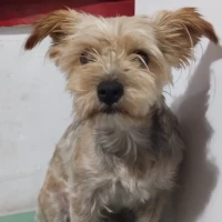 Adopta a Luly