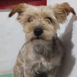 Luly