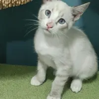 Adopta a Blanquitos