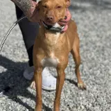Adopta a Tite