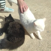 Adopta a Kiko Y Curro