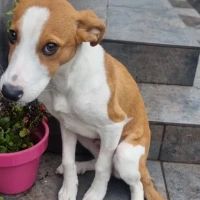 Adopta a Lolo
