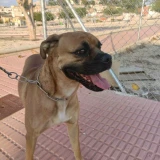 Adopta a Max