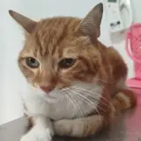 Adopta a Plutón