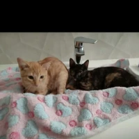 Adopta a Toffee Y Amelie