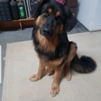 Adopta a Tor