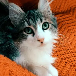 Bigotes