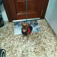 Adopta a Marrón