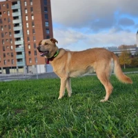Adopta a Terry