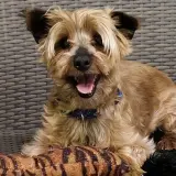 Adopta a Bombó