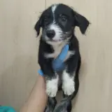 Adopta a Boquerón