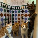Adopta a La Familia Chia