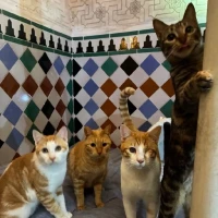 Adopta a La Familia Chia