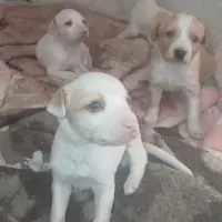 Adopta a Regalo Camada Mezcla Podenco Y Breton