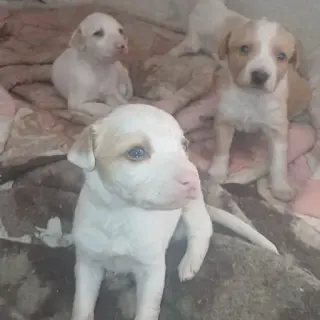 Regalo Camada Mezcla Podenco Y Breton