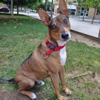 Adopta a Simba