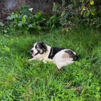 Adopta a Kratos