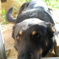 Adopta a Otto