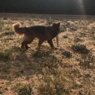 Frankie