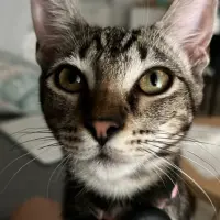 Adopta a Cloe