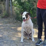 Adopta a Goliath