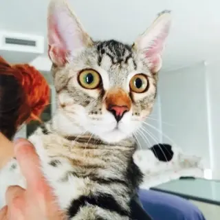 Angel, Gatito Tigreton