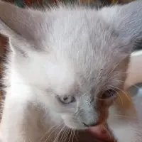 Adopta a Gatitos