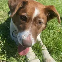 Adopta a Oreo