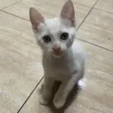 Adopta a Pelusas