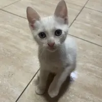 Adopta a Pelusas