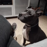 Adopta a Zeus