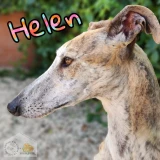 Adopta a Helen
