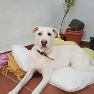 Kira
