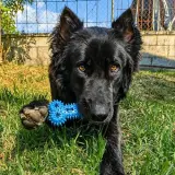 Adopta a Rover