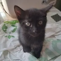 Adopta a Gaia